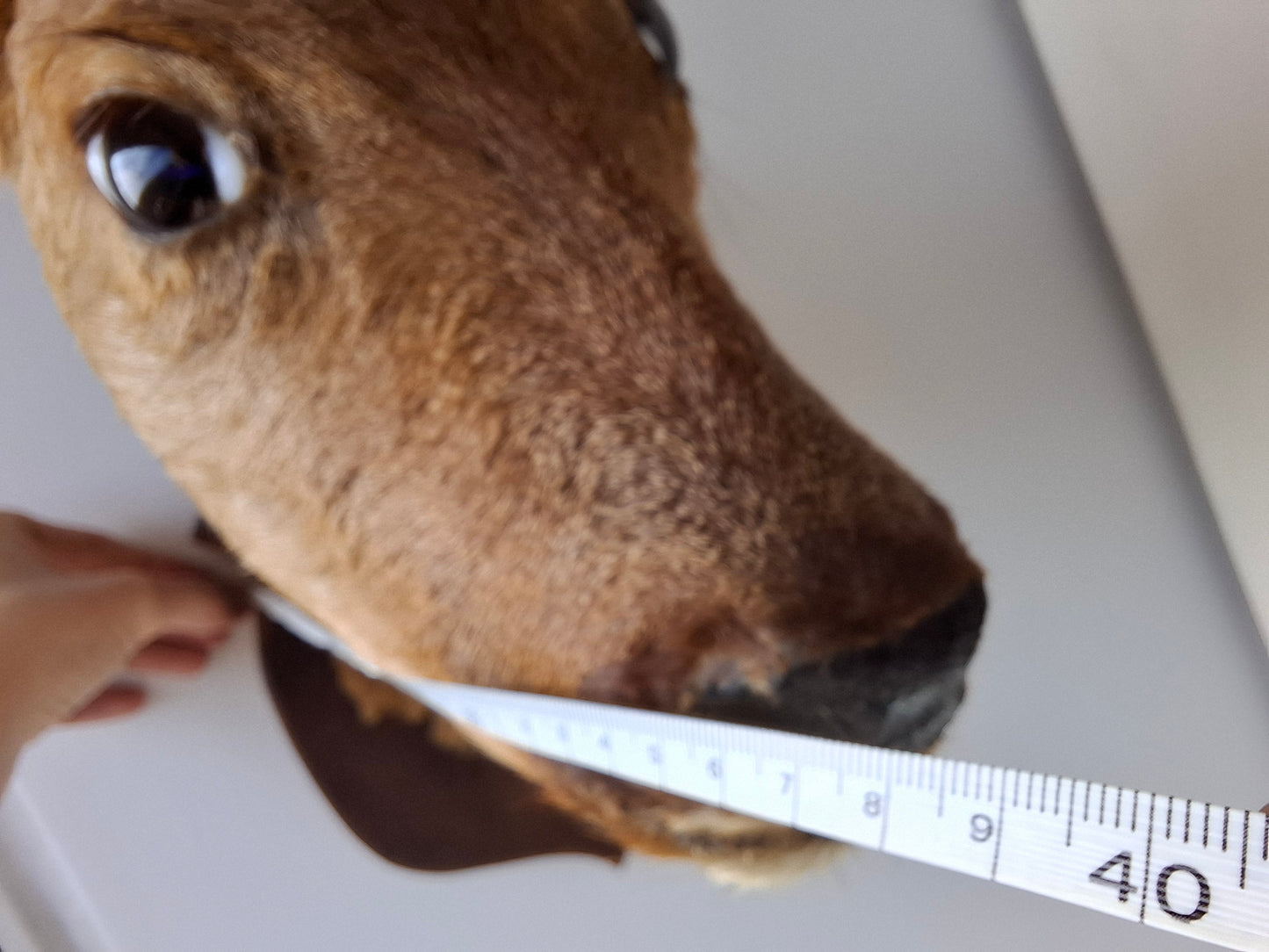Deer Head (UK Only)