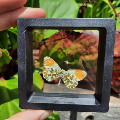 Framed Broken Butterflies