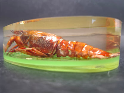 Crayfish In Resin