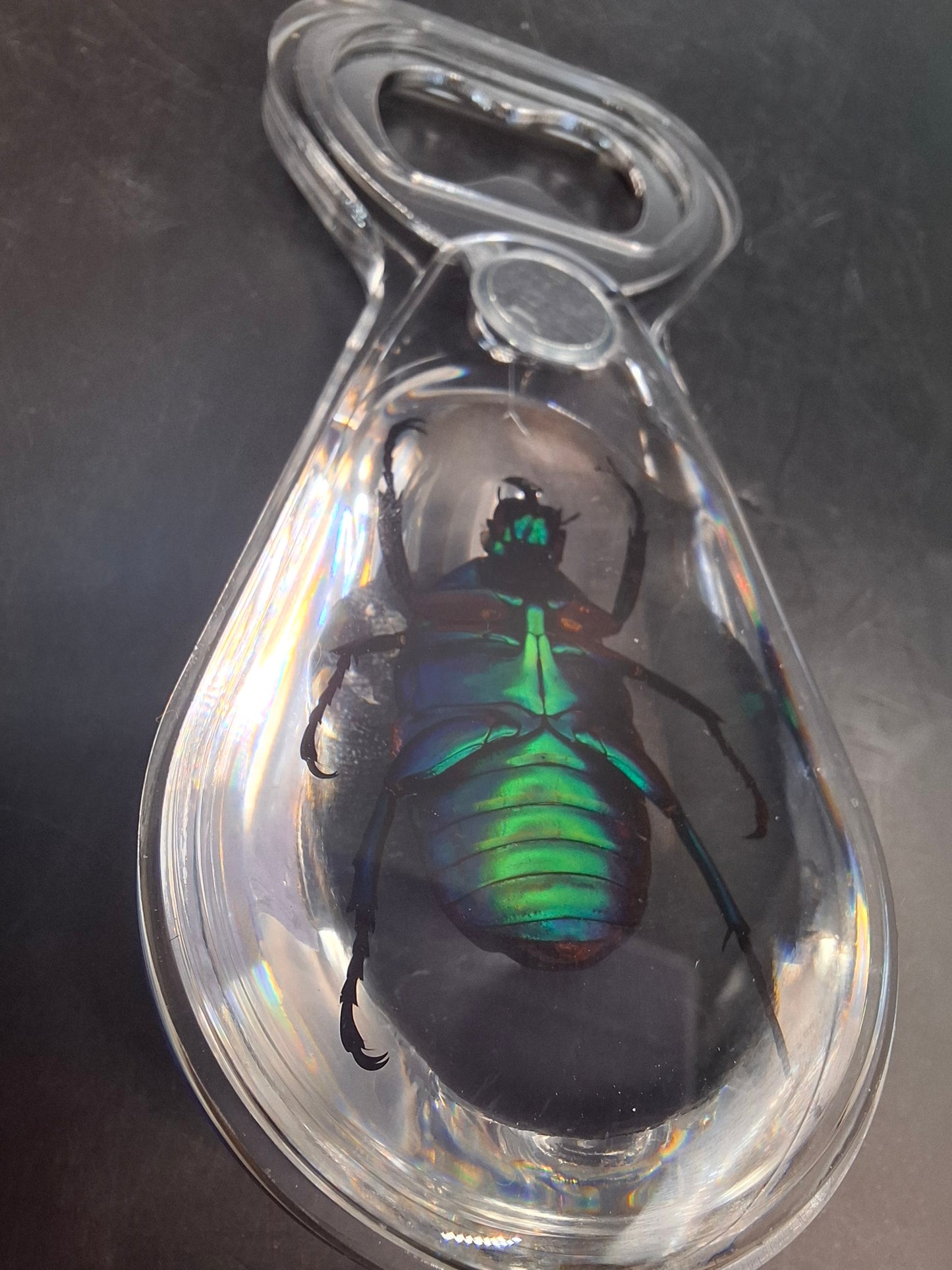 Chafer Beetle Bottle Opener