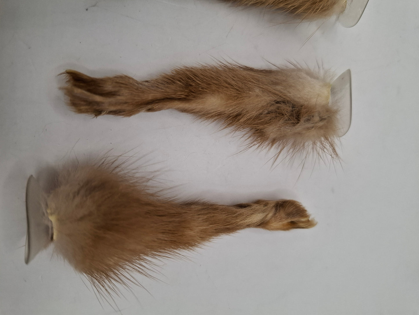 Limited Edition Window Leg