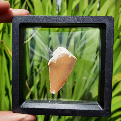 Framed Shark Teeth