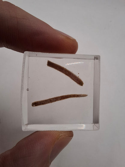 Bits Of Tail