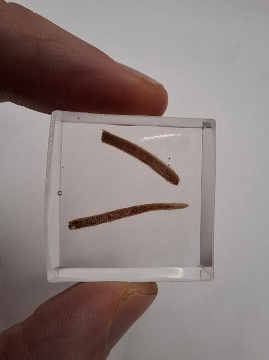 Bits Of Tail