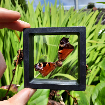 Framed Broken Butterflies