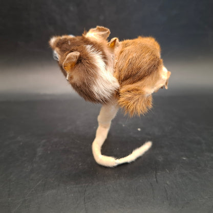 Head: Two, Tail