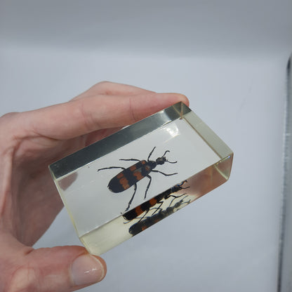 Insect Specimens RELOADED