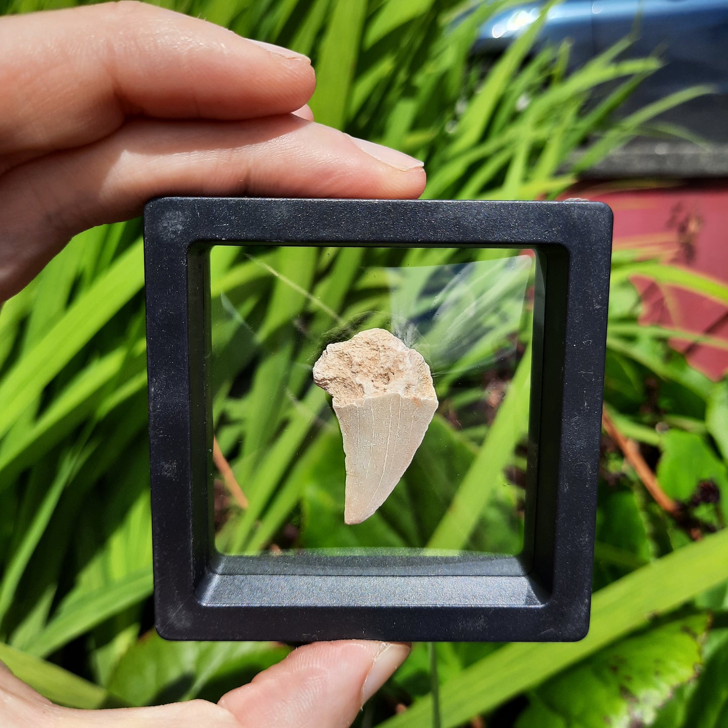 Framed Shark Teeth