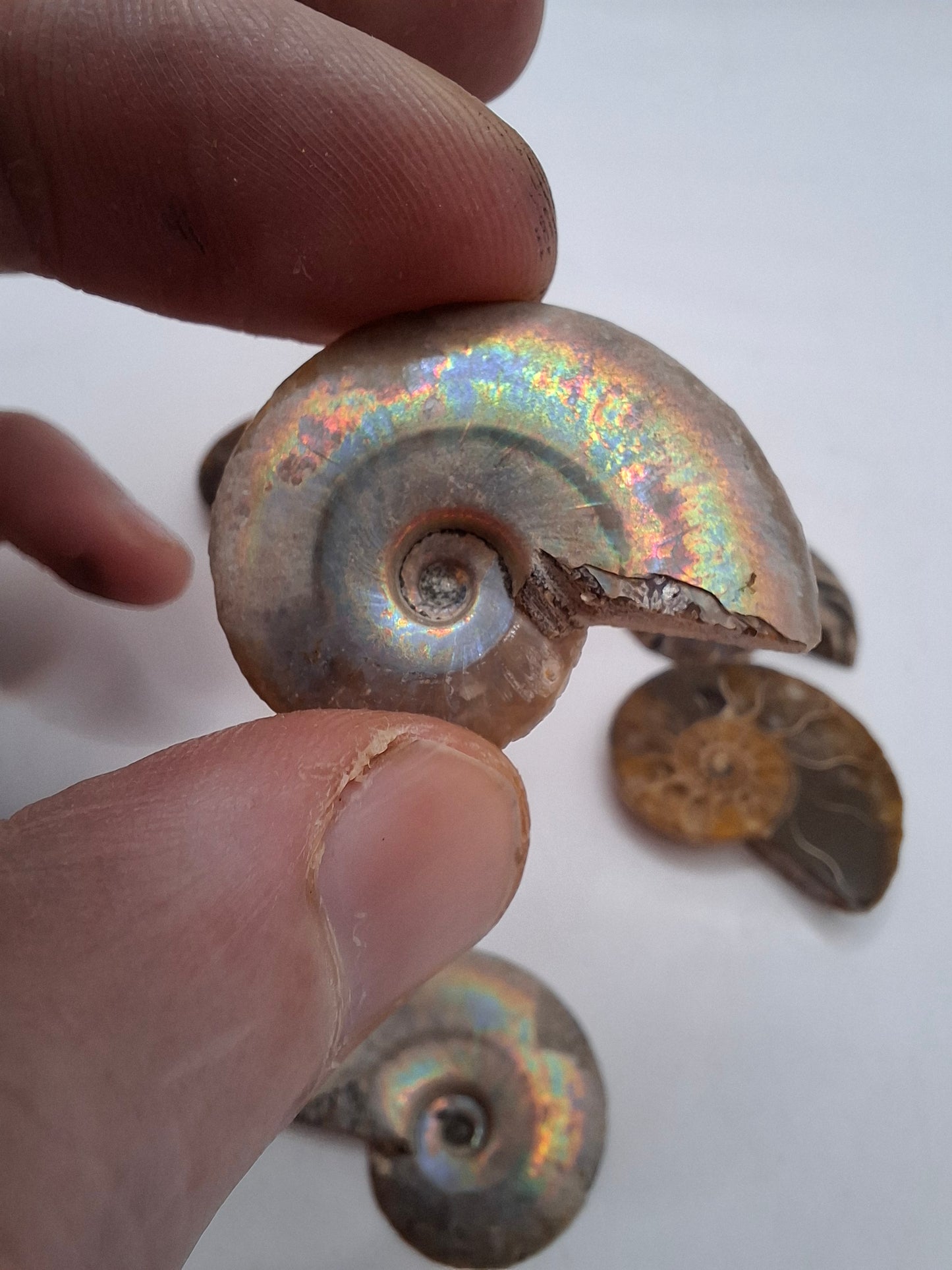 Ammonite Half