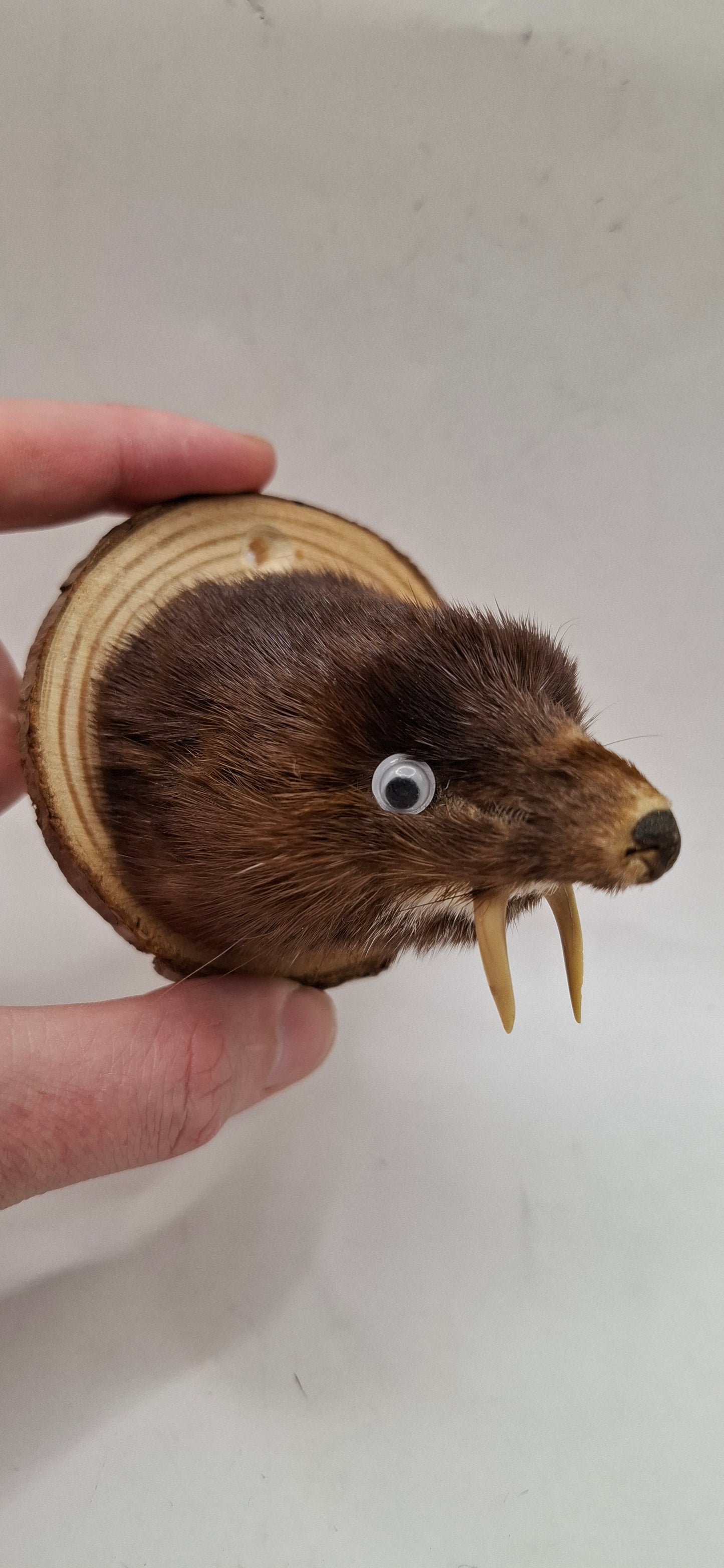 It's Not A Fox!