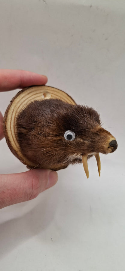 It's Not A Fox!