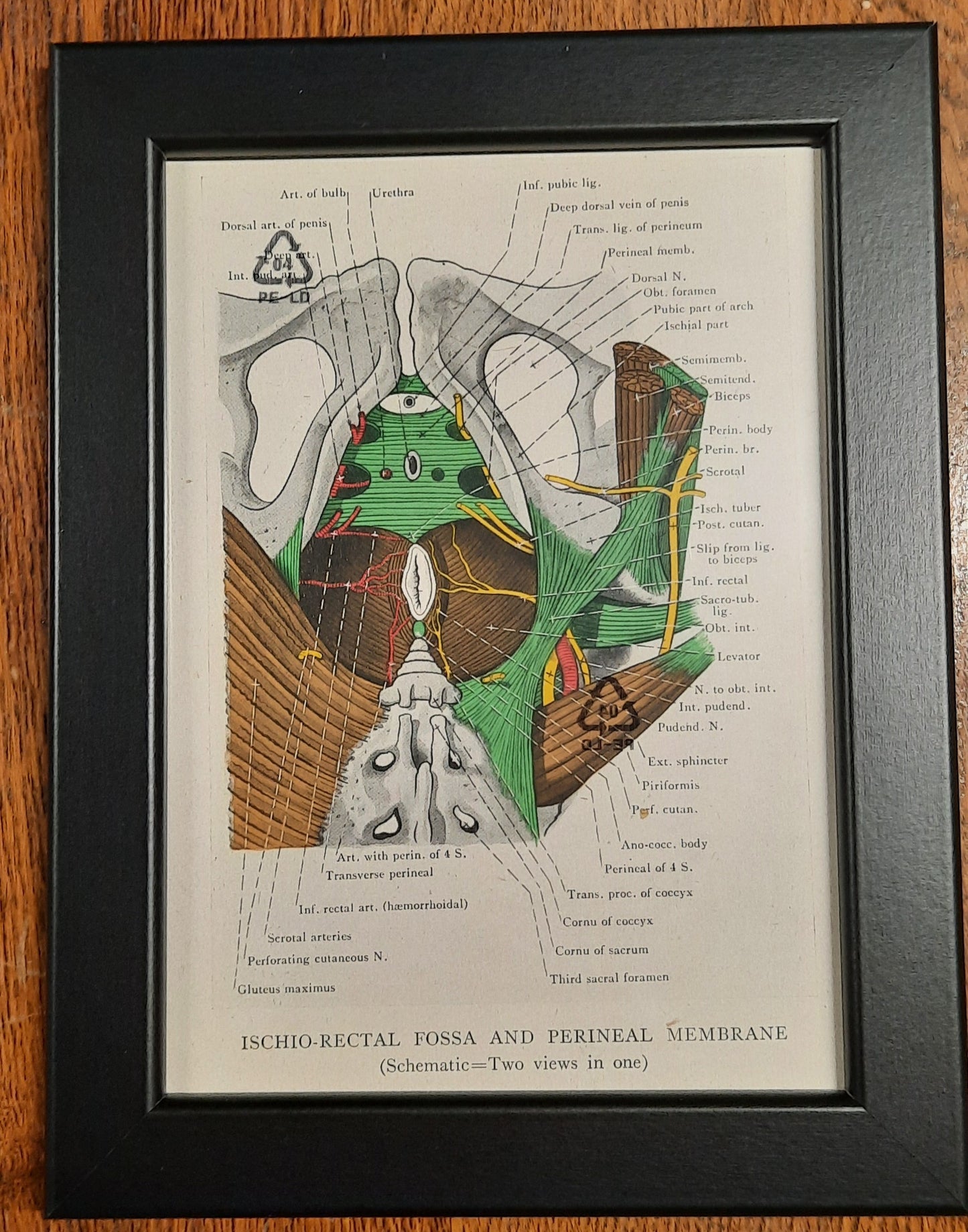 Antique Coloured Anatomical Diagrams (Framed)