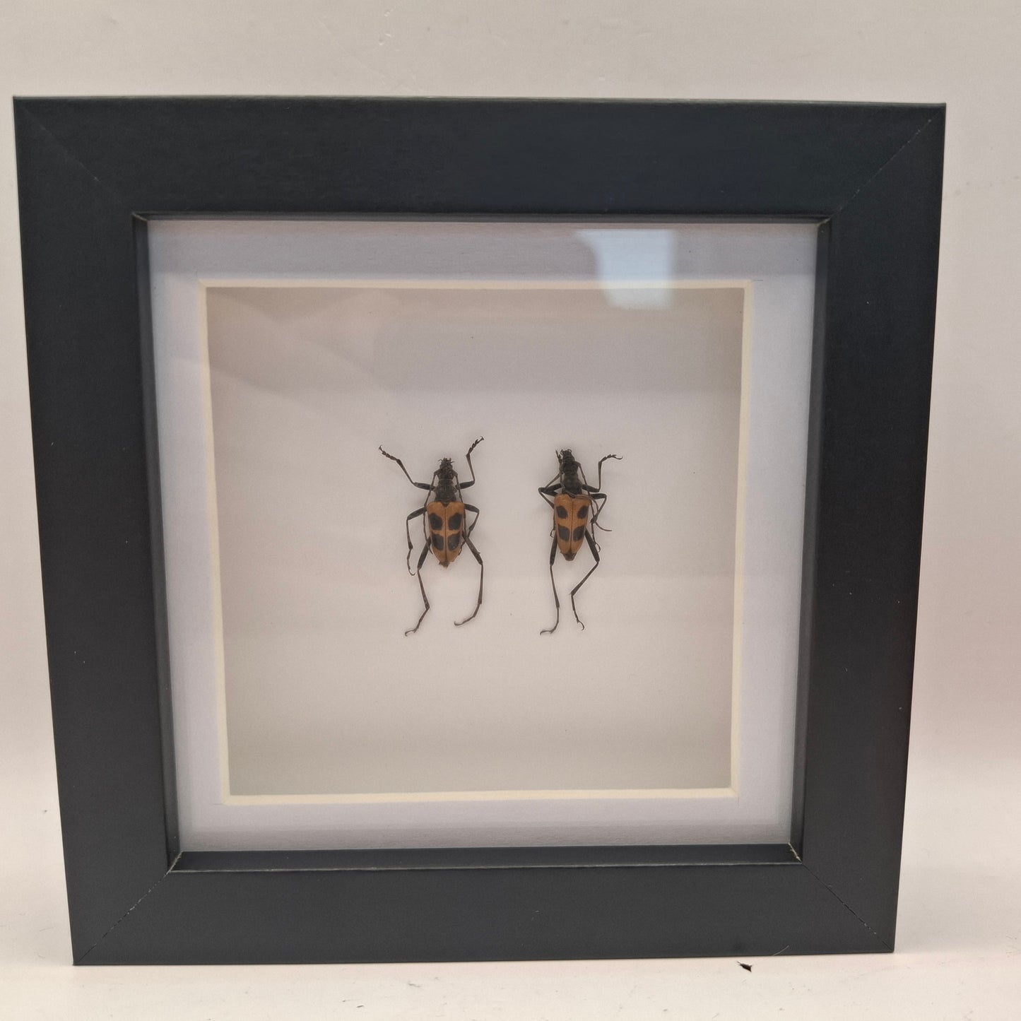 Framed Beetles