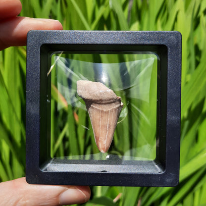 Framed Shark Teeth