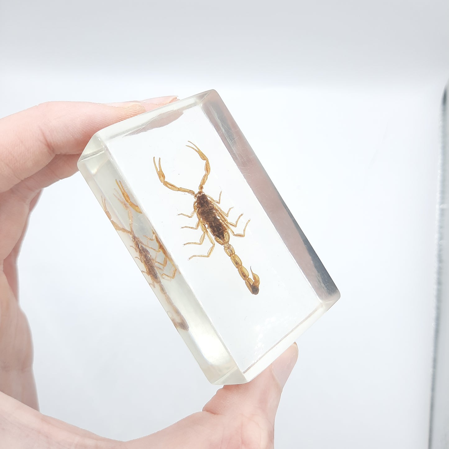 Insect Specimens RELOADED