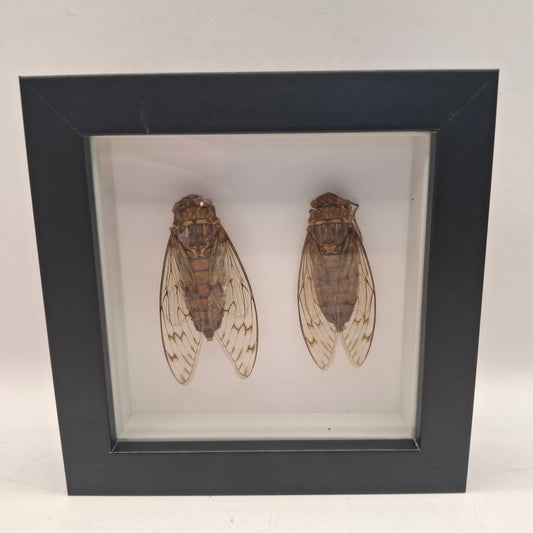 Framed Cicadas