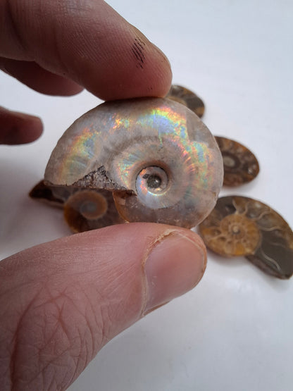 Ammonite Half