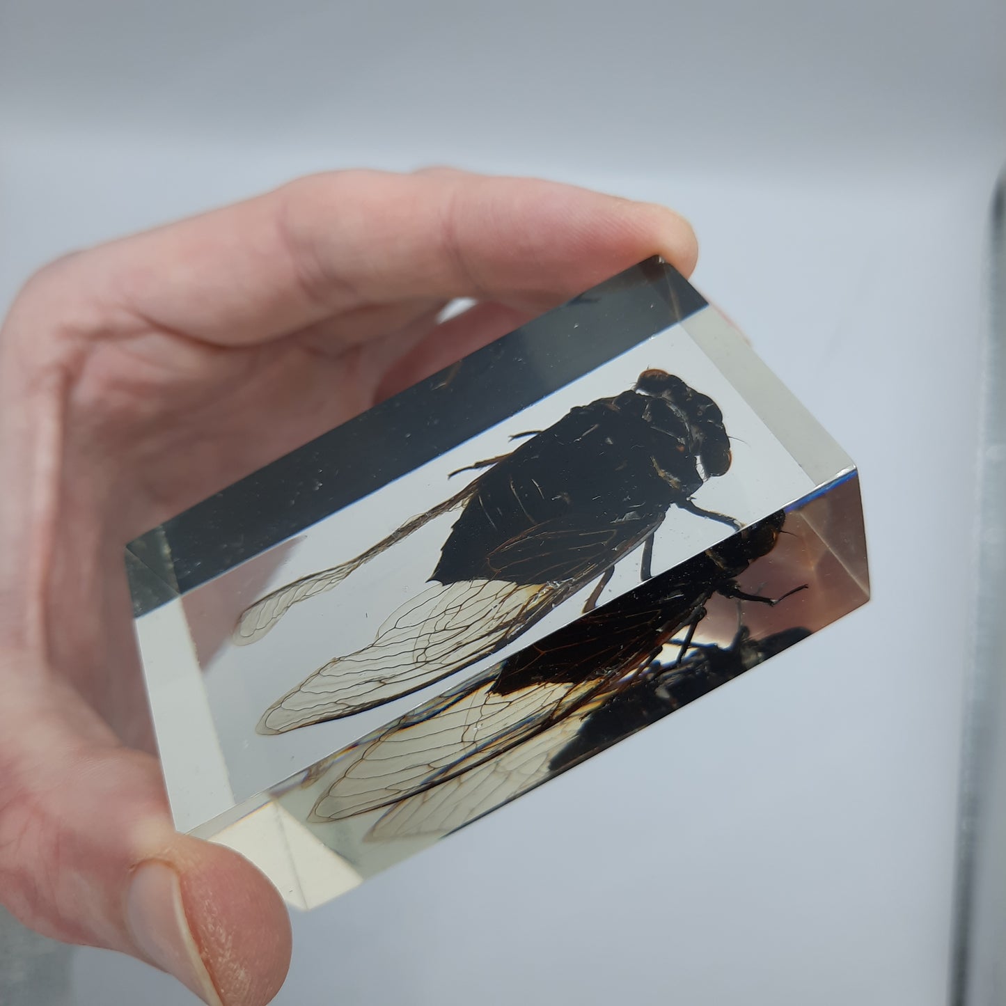 Insect Specimens RELOADED