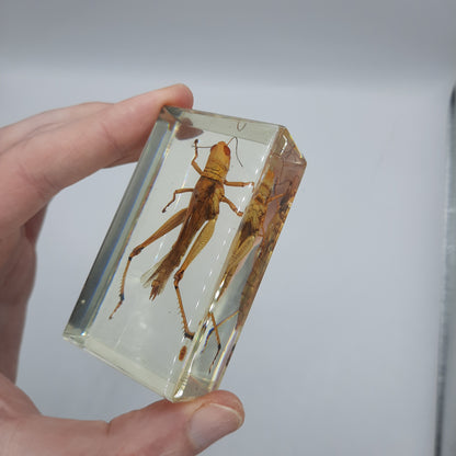 Insect Specimens RELOADED