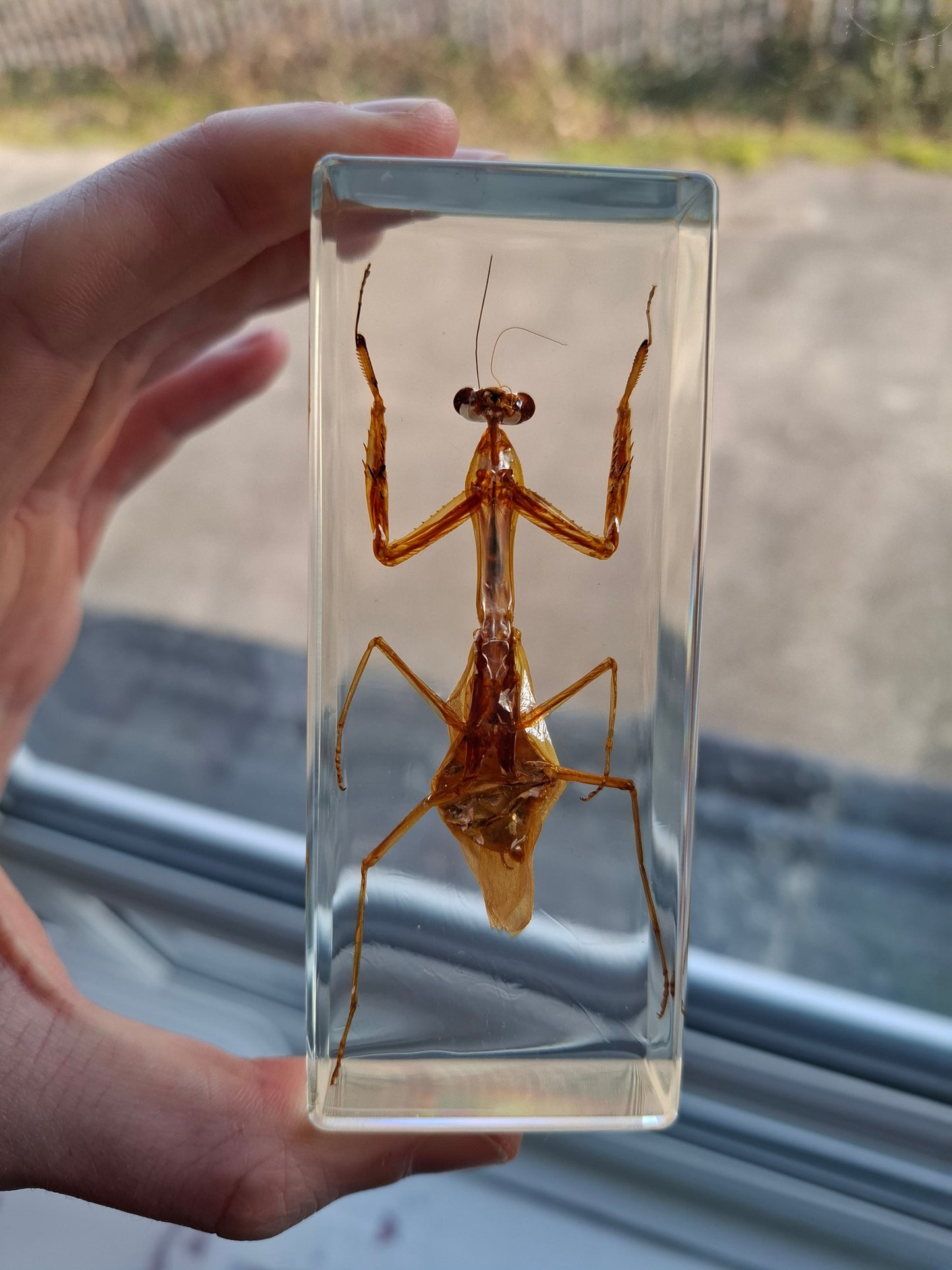 Father Mantis