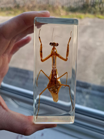Father Mantis