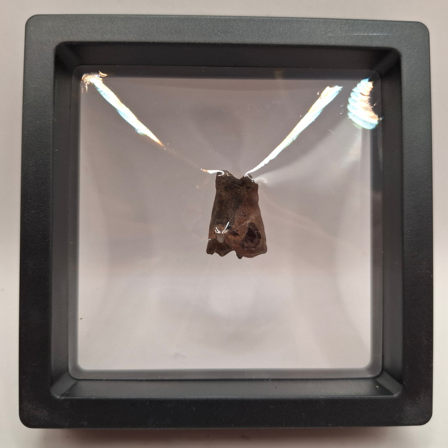 Fossilised Deer Tooth