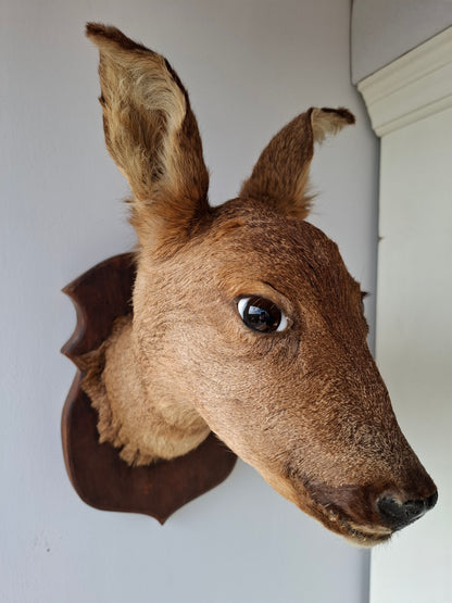 Deer Head (UK Only)