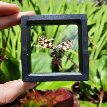 Framed Broken Butterflies