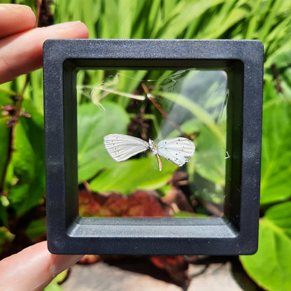 Framed Broken Butterflies