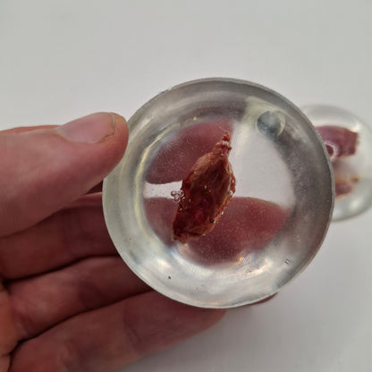 Mouse Head In A Dome