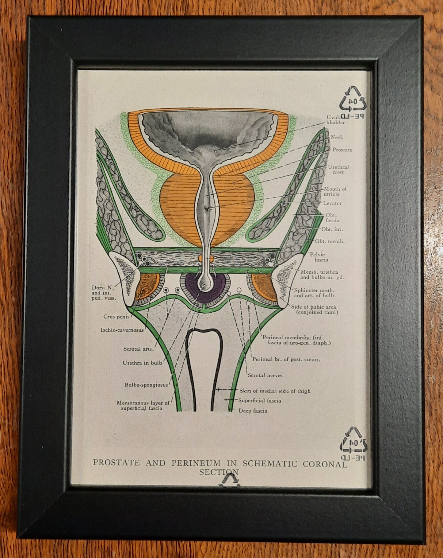 Antique Coloured Anatomical Diagrams (Framed)