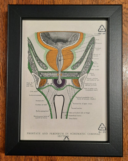 Antique Coloured Anatomical Diagrams (Framed)