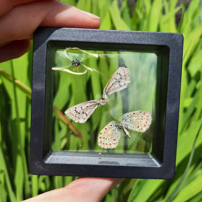 Framed Broken Butterflies