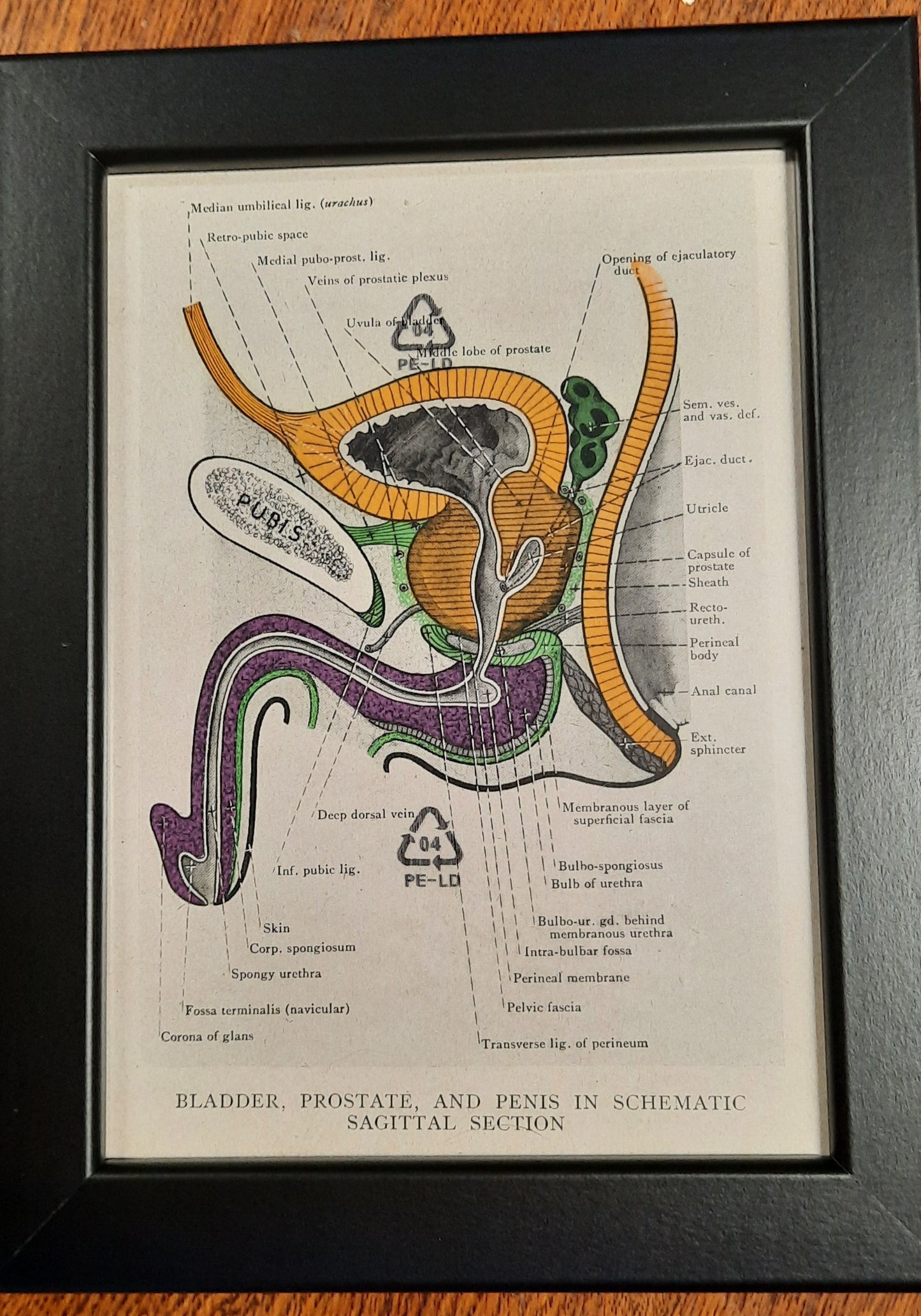 Antique Coloured Anatomical Diagrams