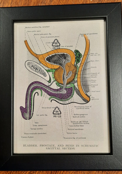 Antique Coloured Anatomical Diagrams (Framed)