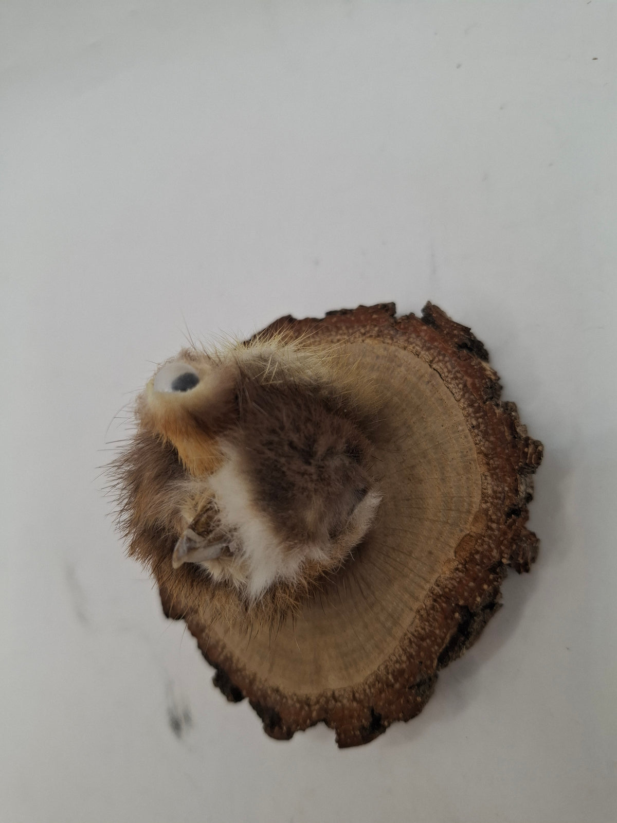 Little Head