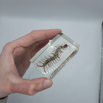 Insect Specimens RELOADED