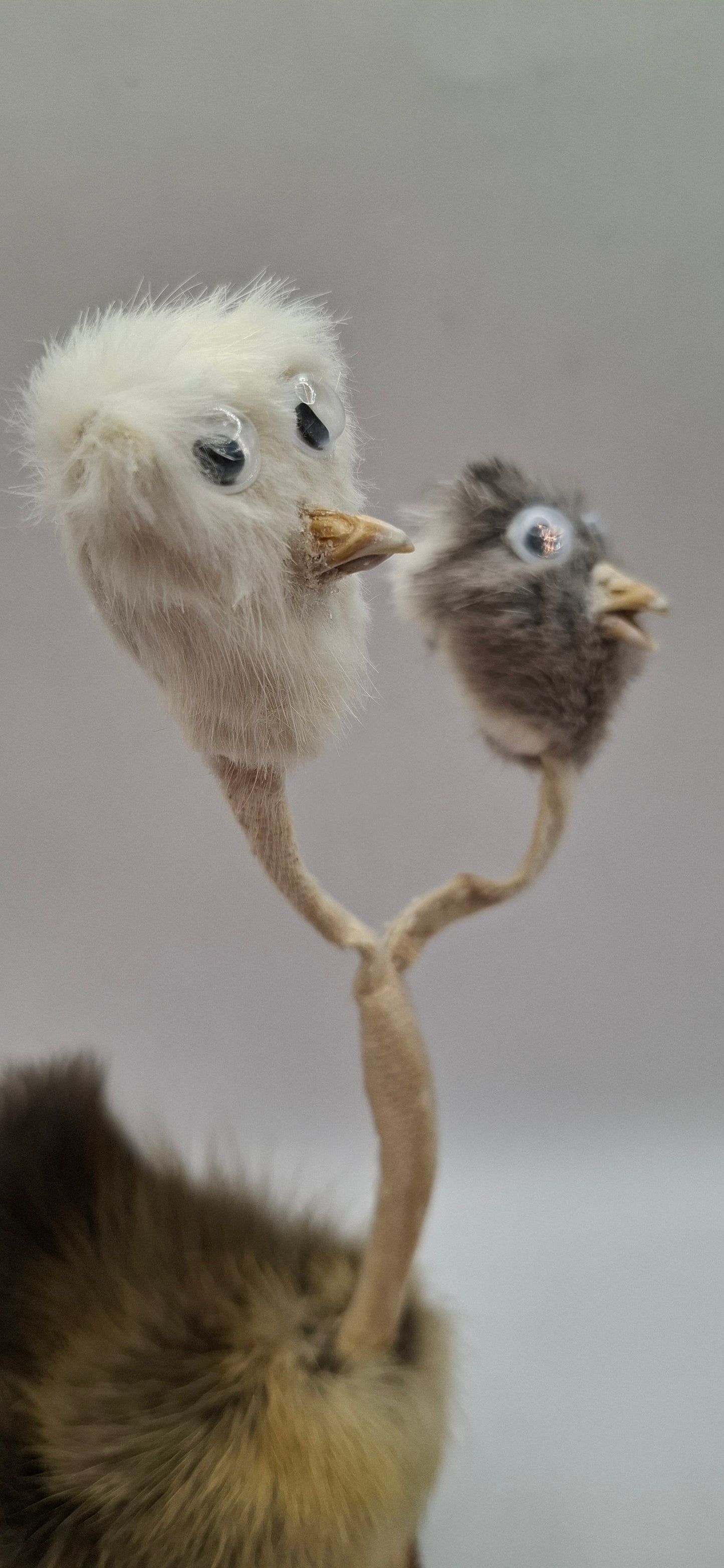 Twin Beaks