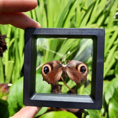 Framed Broken Butterflies