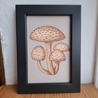 Framed Illustrations (Anatomical and more)