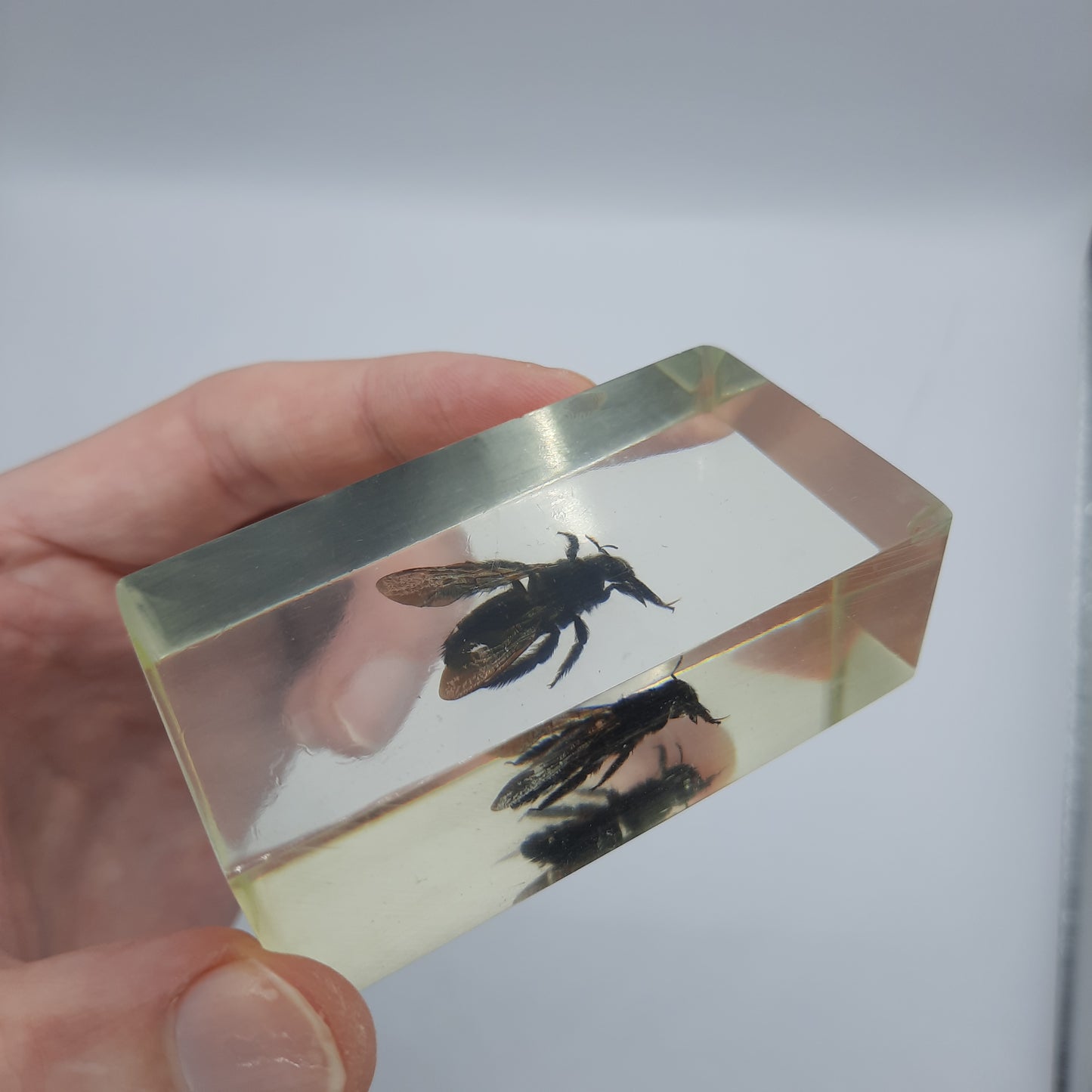 Insect Specimens RELOADED