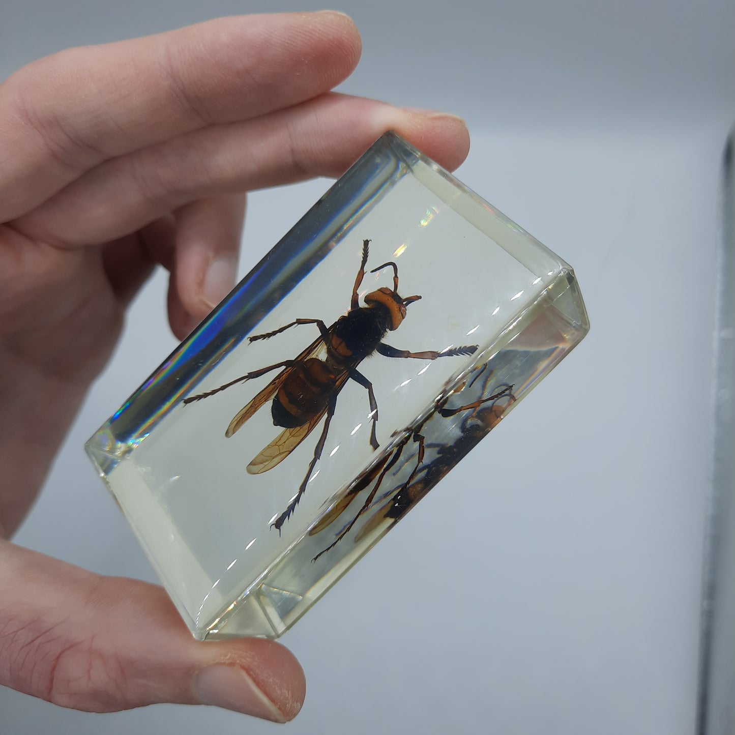 Insect Specimens RELOADED