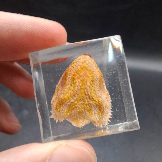 Lizard Head (UK Only)
