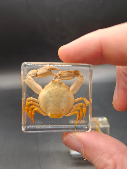 Crab