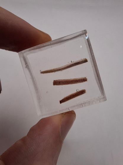 Bits Of Tail