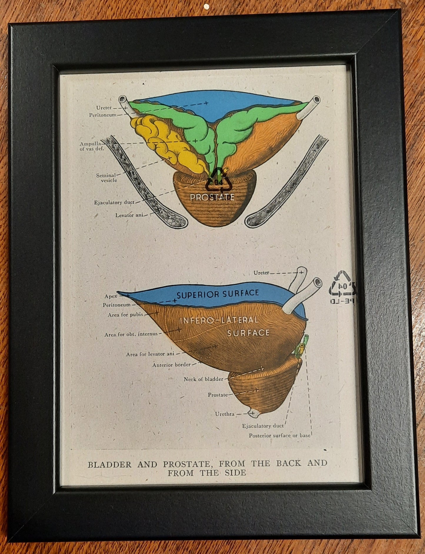 Antique Coloured Anatomical Diagrams