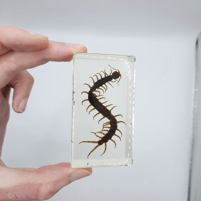 Insect Specimens RELOADED