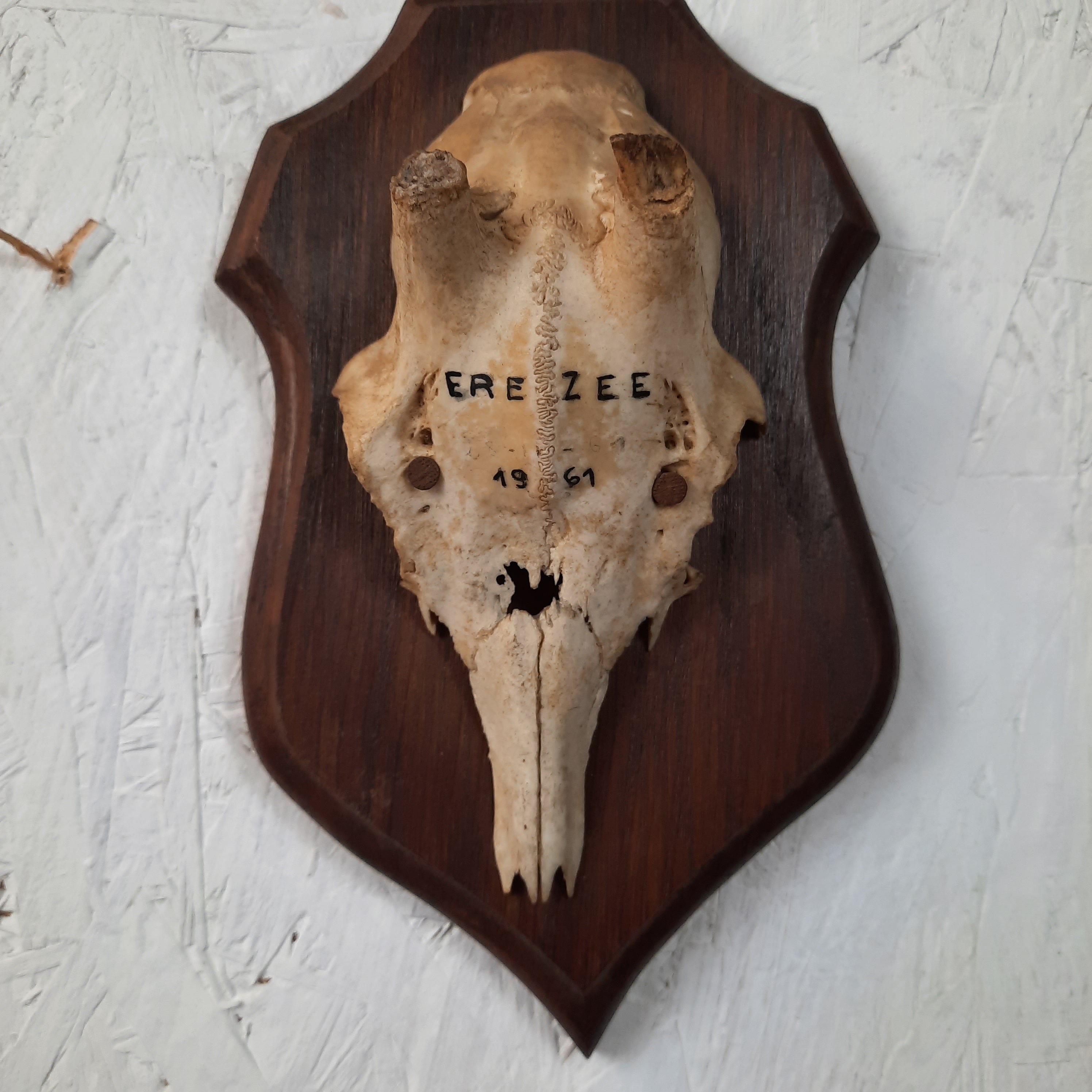 Mounted Skulls - UK ONLY