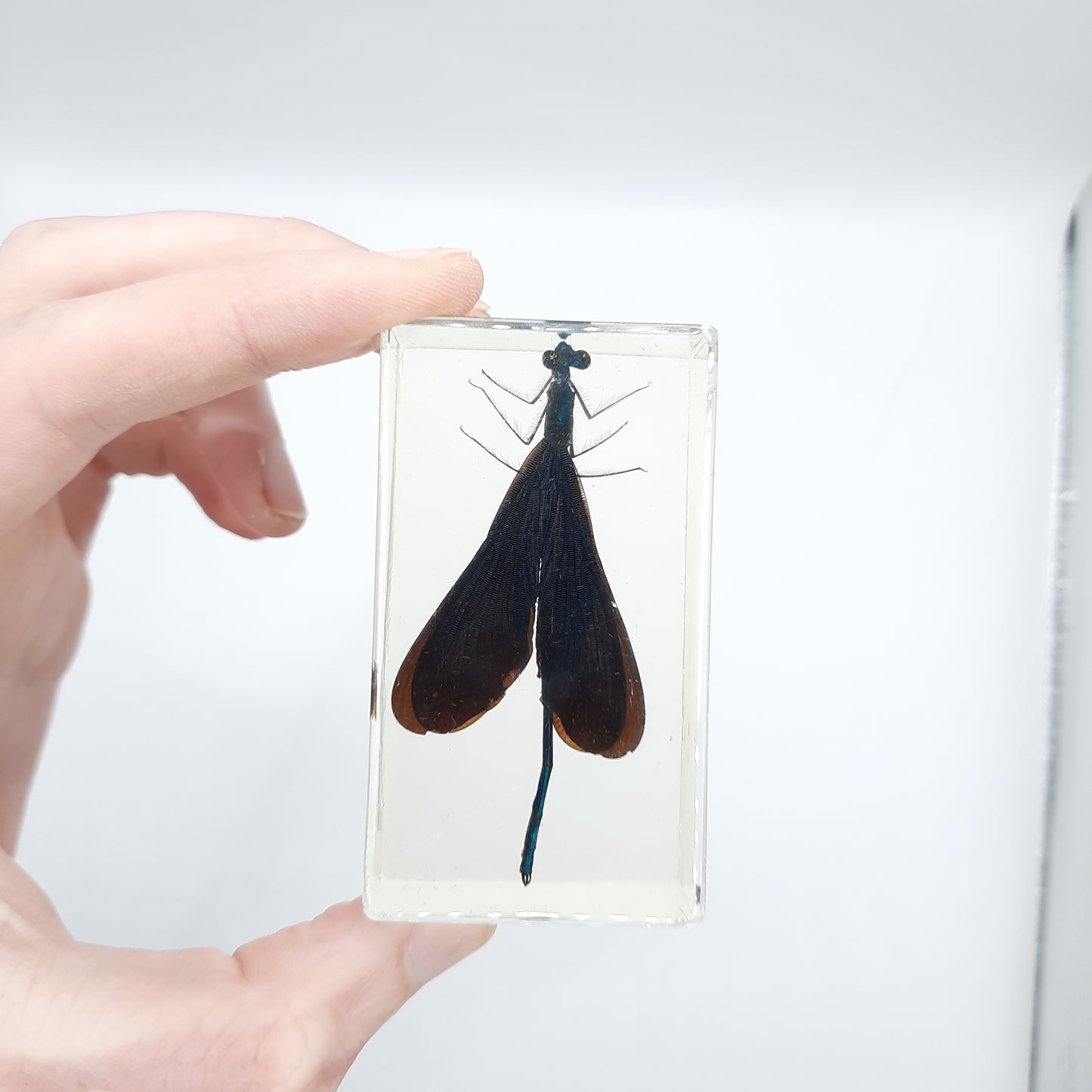 Insect Specimens RELOADED