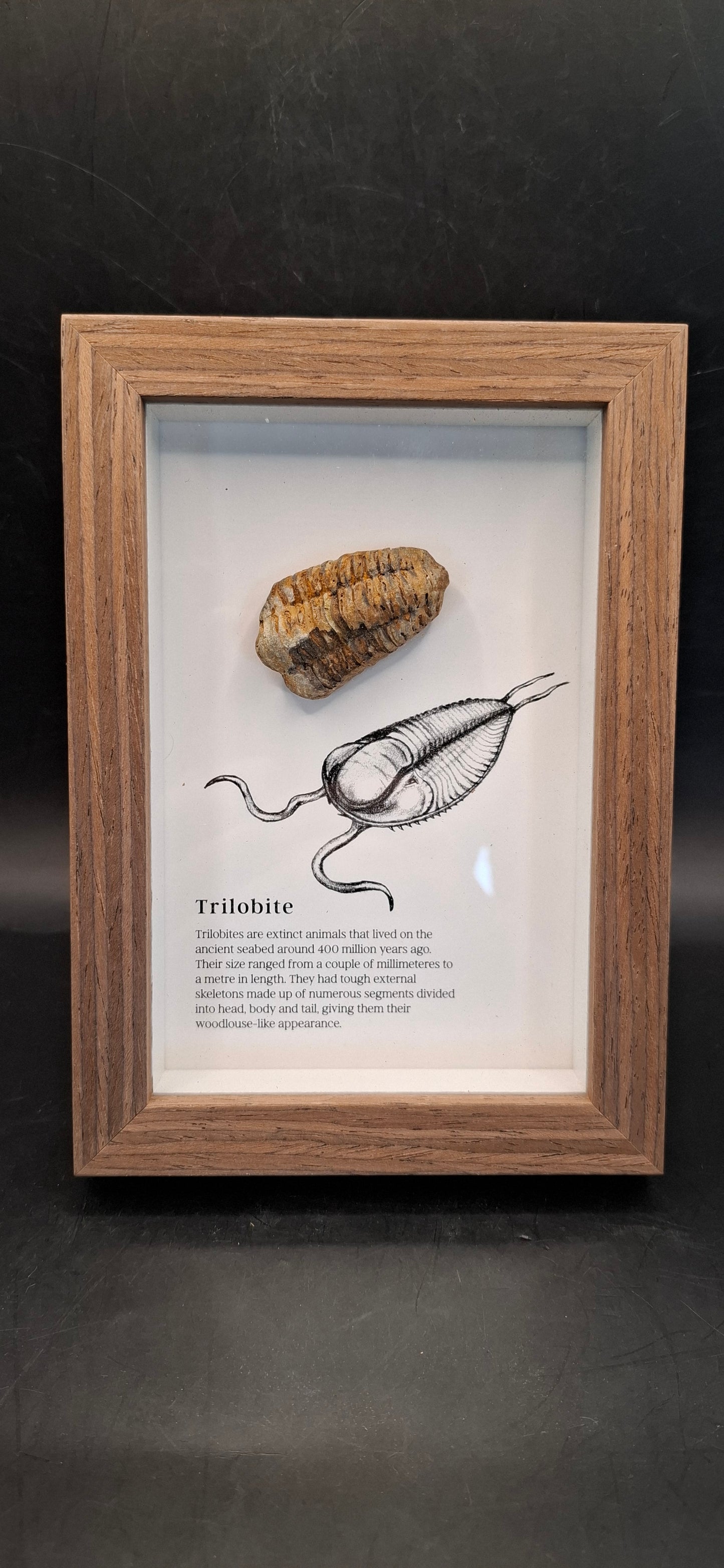 Framed Trilobite Fossil